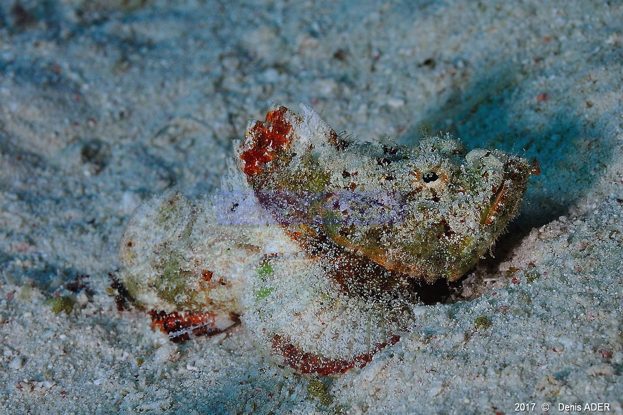 Scorpaenopsis-diabolus rascasse diable juv-Safaga Middle reef-3m-20171124-Denis-ADER-DSC_3919_tn.jpg